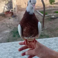 کفتر دستی برا فروش نوچه نر هست