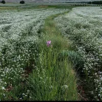 اکیب گشنیز چین جریبی3تومن