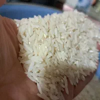 برنج طارم هاشمی