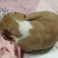 سگ پیت بول
