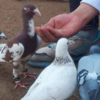 کفتر فریمان