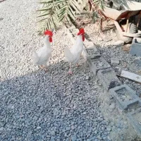 خروس