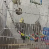 عروس هلندی دوتا ماده یک نر