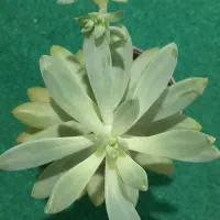 گلکده بهارنارنج