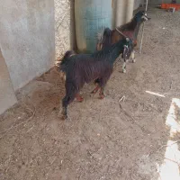 کهره نر