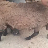 پشم چینی گوسفند( بری کردن)
