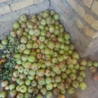 فروش سیب زیر درختی جهت آبمیوه