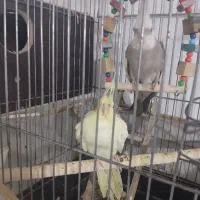 طوطی عروس هلندی جفت مولد کارداده