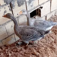 دوتا غاز سالم سرحال