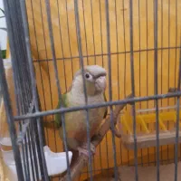 گرینچیک آناناسی فول دستی