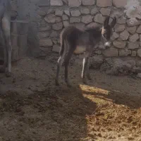 الاغ