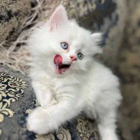 بچه گربه لانگ هیر بریتیش نر