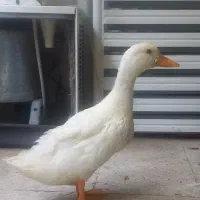 اردک سفید قشنگ و با مزه