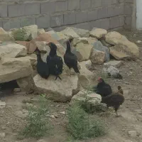 سلام مرغ لاری با۴تاجوجه
