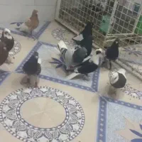 کبوتر رنگی