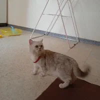 برایش سیلور ماده
