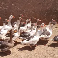 غاز و جوجه مرغ و خروس