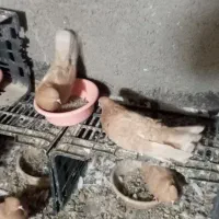 2 جفت زردی و۱جفت هماسرور