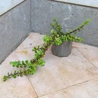 تعدادی گلدان بتنی مکعبی همراه با گل به فروش میرسد