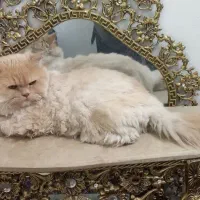 گربه پرشین ماده