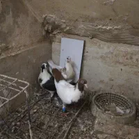 ابلق افغانی