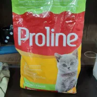 غذا خشک بچه گربه