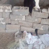 گوساله