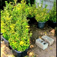 گل شمشاد طلایی
