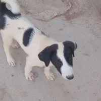 توله سگ