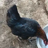 مرغ تخم گذار محلی