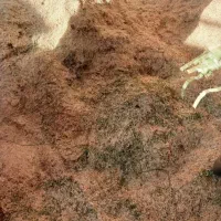 خرید کاه تصویه سر باسکول