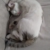 واگذاری مادر گربه با بچه هاش