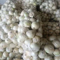 پیاز درشت رستورانی
