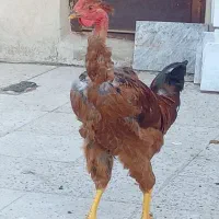 مرغ فری و خروس گردن لخت و فری