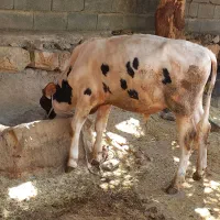 گوساله نر برای پروار