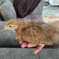 جوجه خانگی