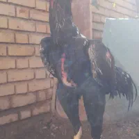 خروس لاری اوشامو