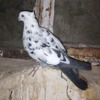 سوسکی