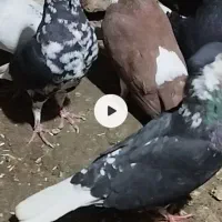 پلنگ سیاه زاغ دمسفید ساده