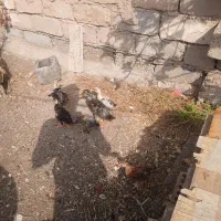 باسلام