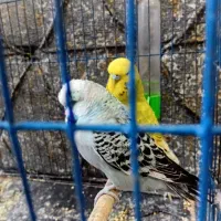 مرغ عشق انگلیسی  نر و ماده