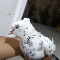 کبوتر