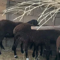 بره چینی