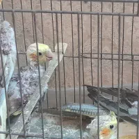 جوجه عروس ۴۰ روزه آماده برای دستی کردن