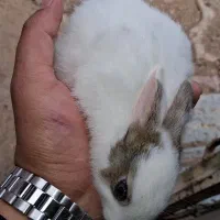 خرگوش|موش و خرگوش|سرپل ذهاب, |دیوار