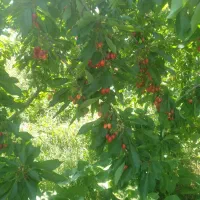 اجاره گیلاس تک دانه