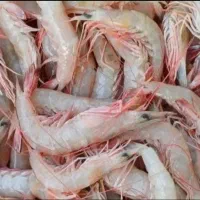 میگو|خوردنی و آشامیدنی|بندر گناوه, |دیوار