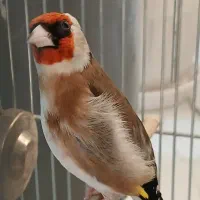 سهره  نر  رام چلوندنی