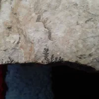 سنگ شجر