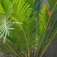 گل سیکاس و حسن یوسف